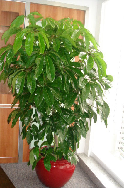 首页 盆栽植物 大型植物 摇钱树(大) 摇钱树(大)