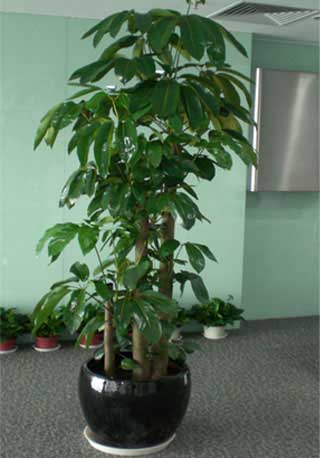 0 元/天 别名:大叶伞,摇钱树,昆士兰伞木,昆士兰遮树,澳洲鸭脚木 花语