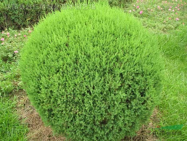 侧柏球