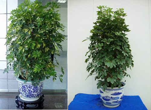 首页 盆栽植物 特大植物 招财树(大)  招财树(大)